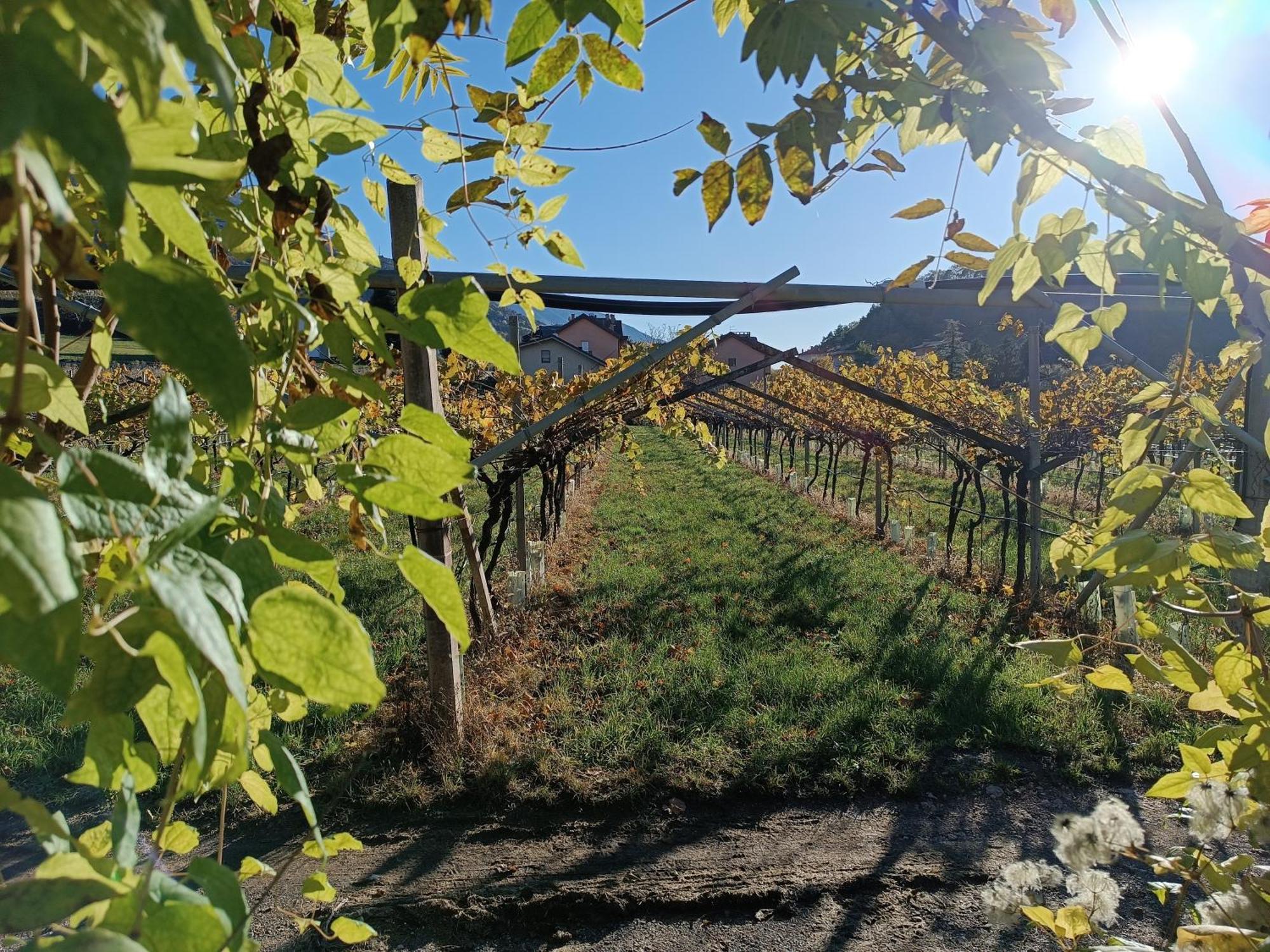 Appartamenti Moderni, Luminosi E Tranquilli Con Parcheggio Privato - Agritur La Tenuta Trento Exterior photo